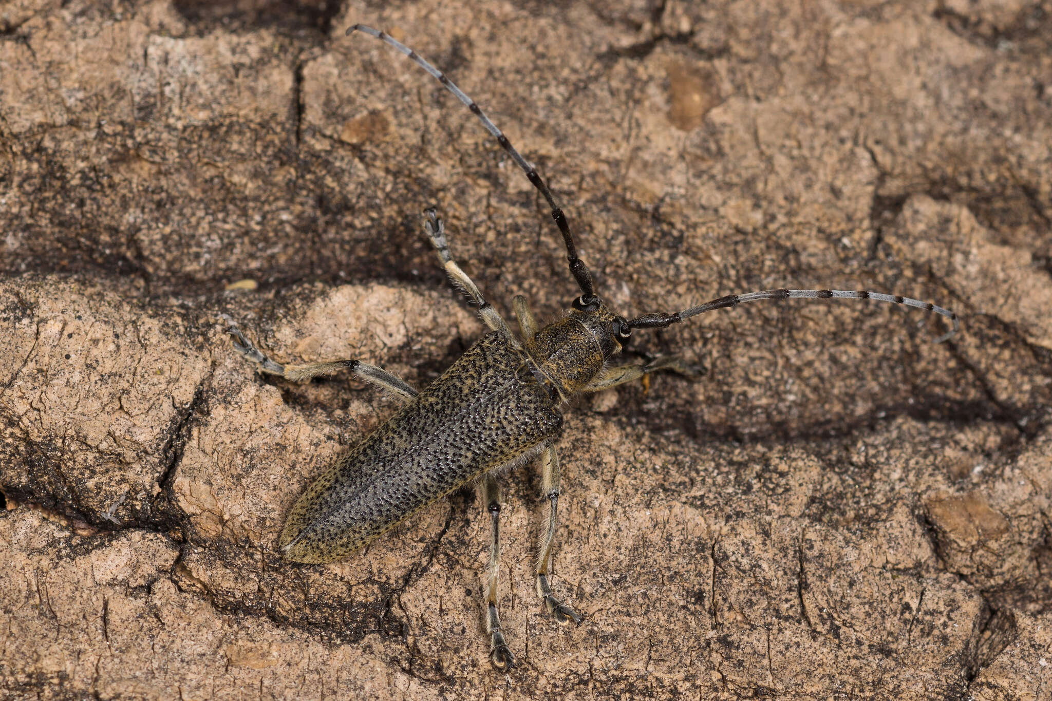 Image of Poplar Long-Horned Beetle