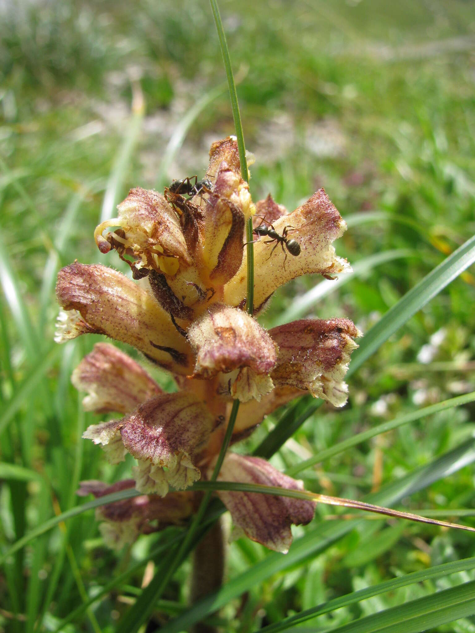 Image of Thistle broomrape