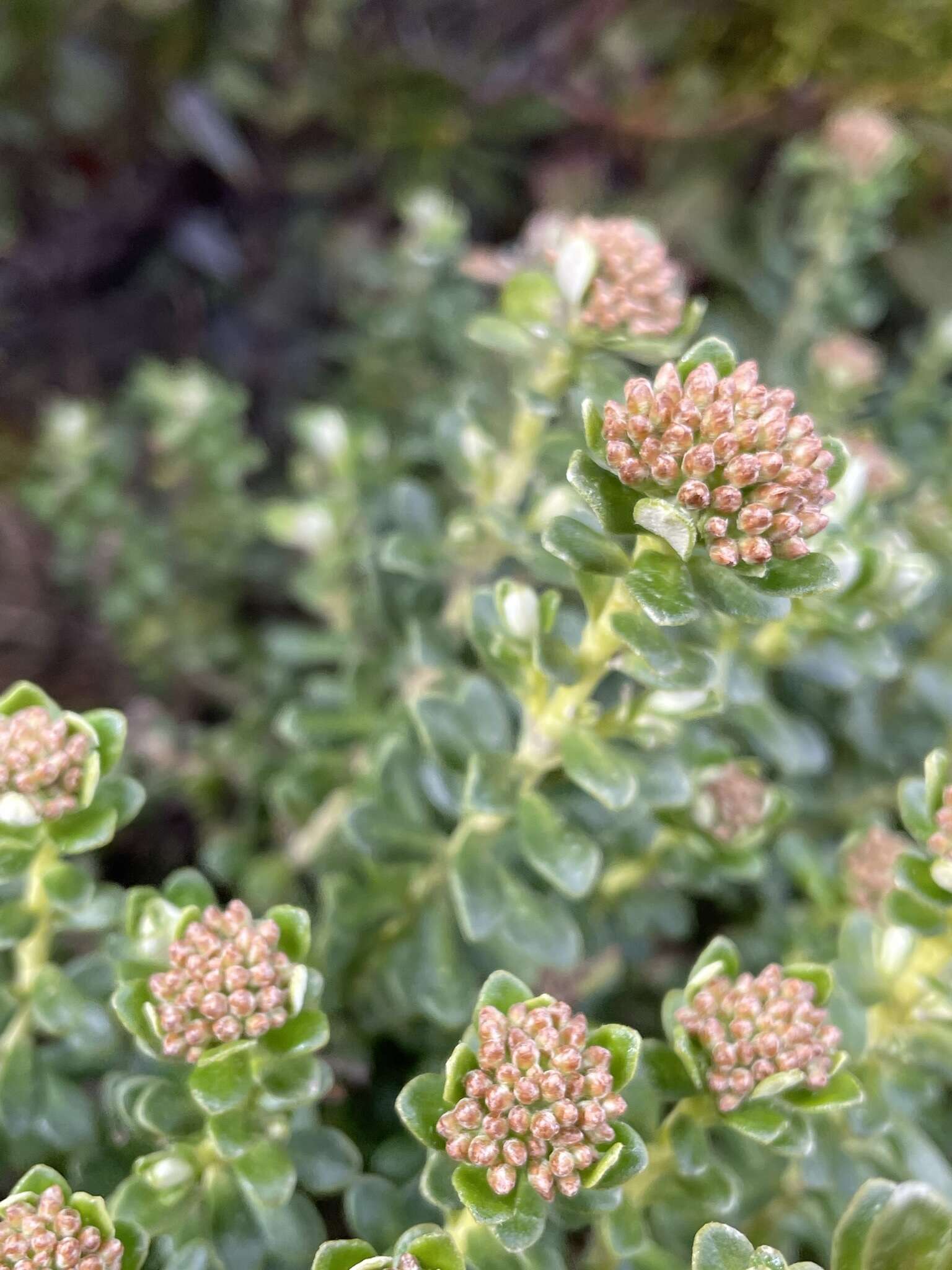 Image of Ozothamnus rodwayi A. E. Orchard