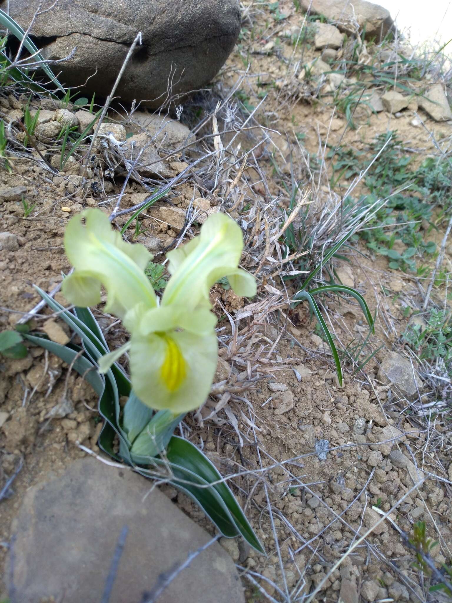 Image of Iris caucasica Hoffm.