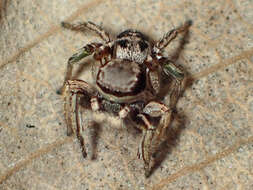 Image of Habronattus mexicanus (Peckham & Peckham 1896)