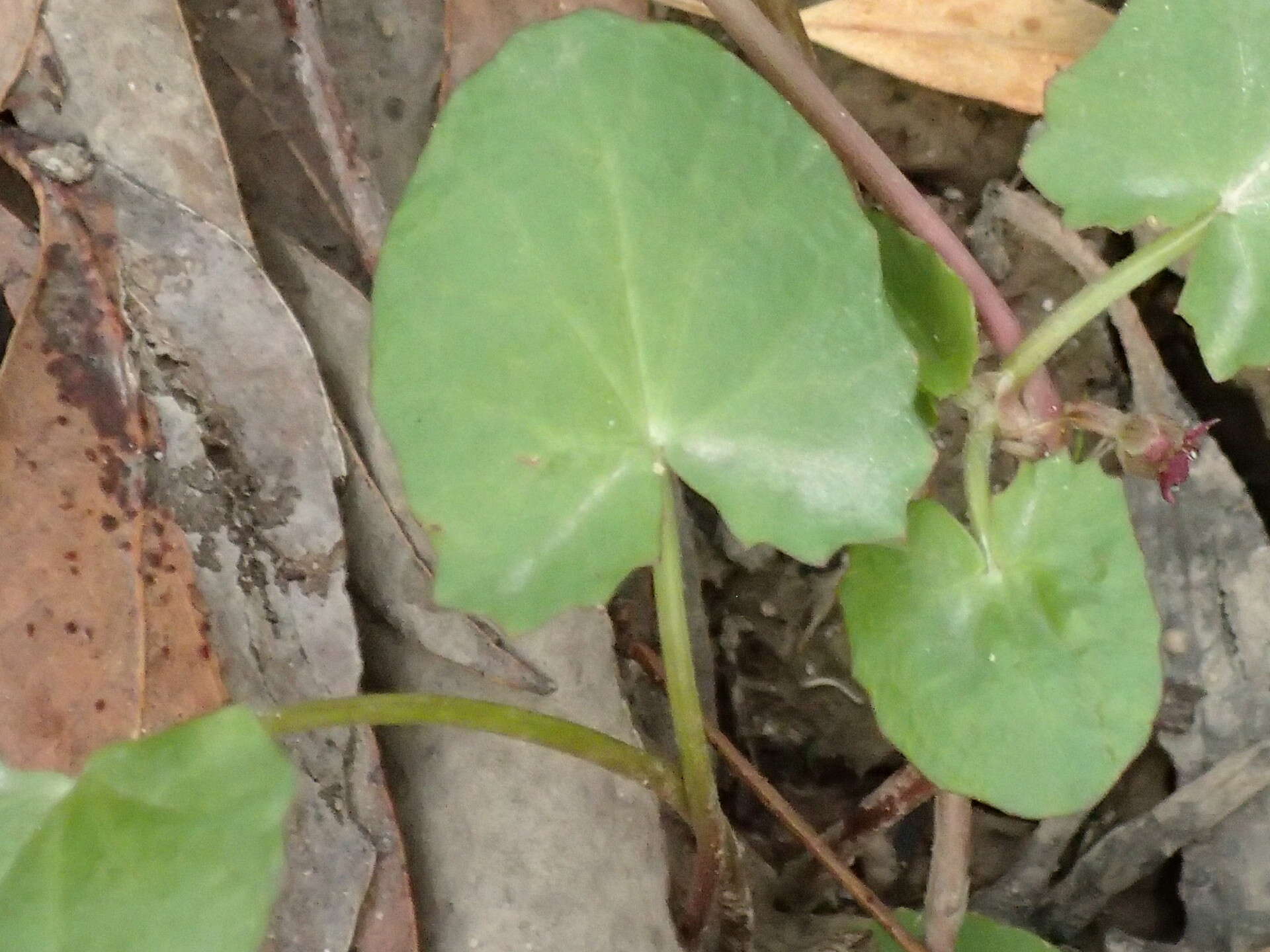 Imagem de Hydrocotyle jacksonii M. Hiroe