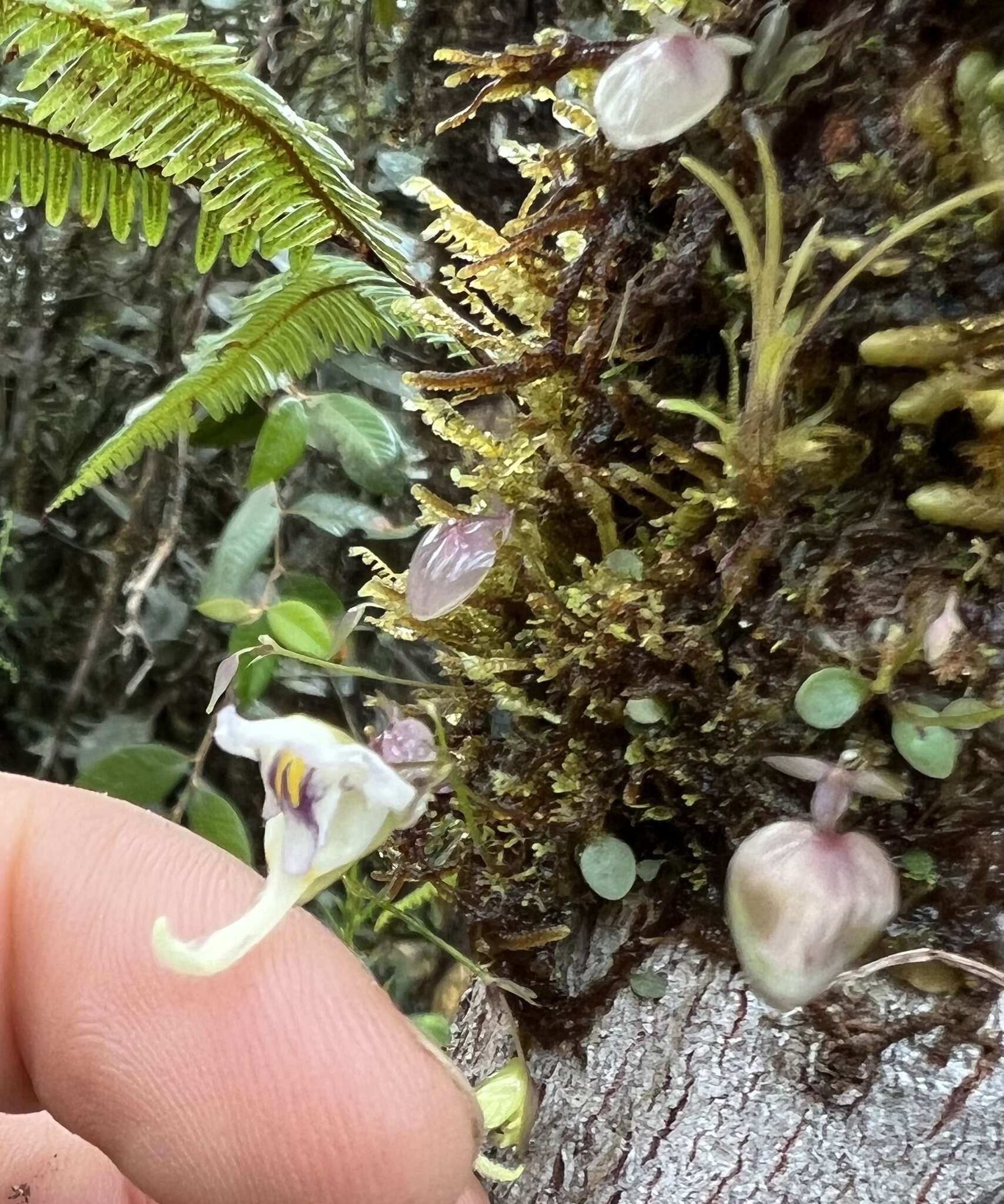 Image of Utricularia jamesoniana Oliv.