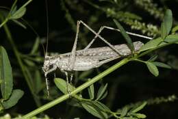 Sivun Capnobotes occidentalis (Thomas & C. 1872) kuva