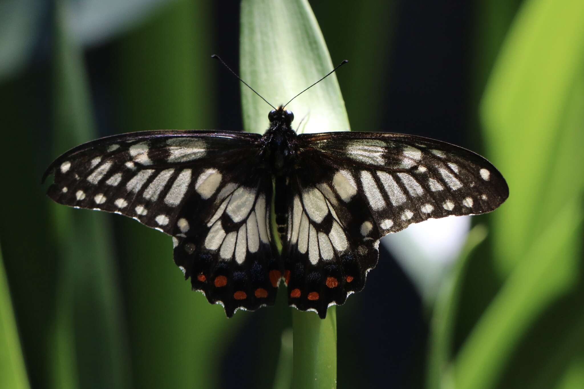 Слика од Papilio anactus Macleay 1826