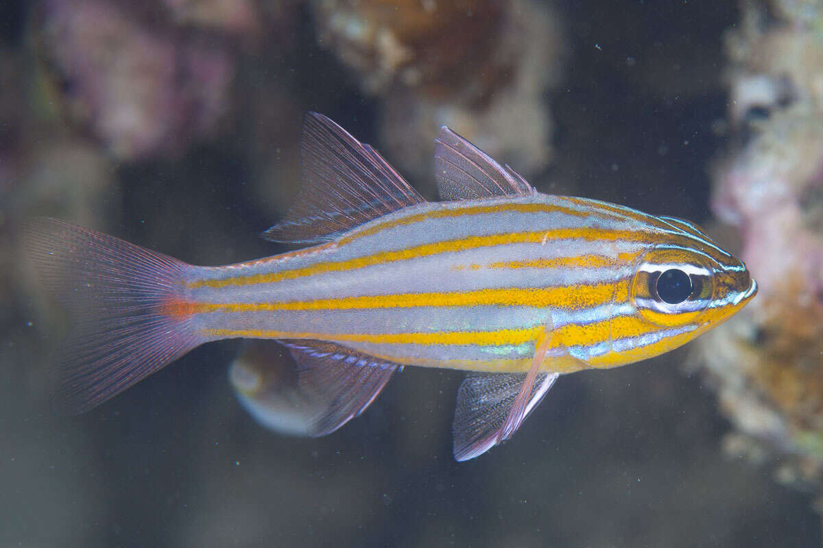 Image of Redspot cardinalfish