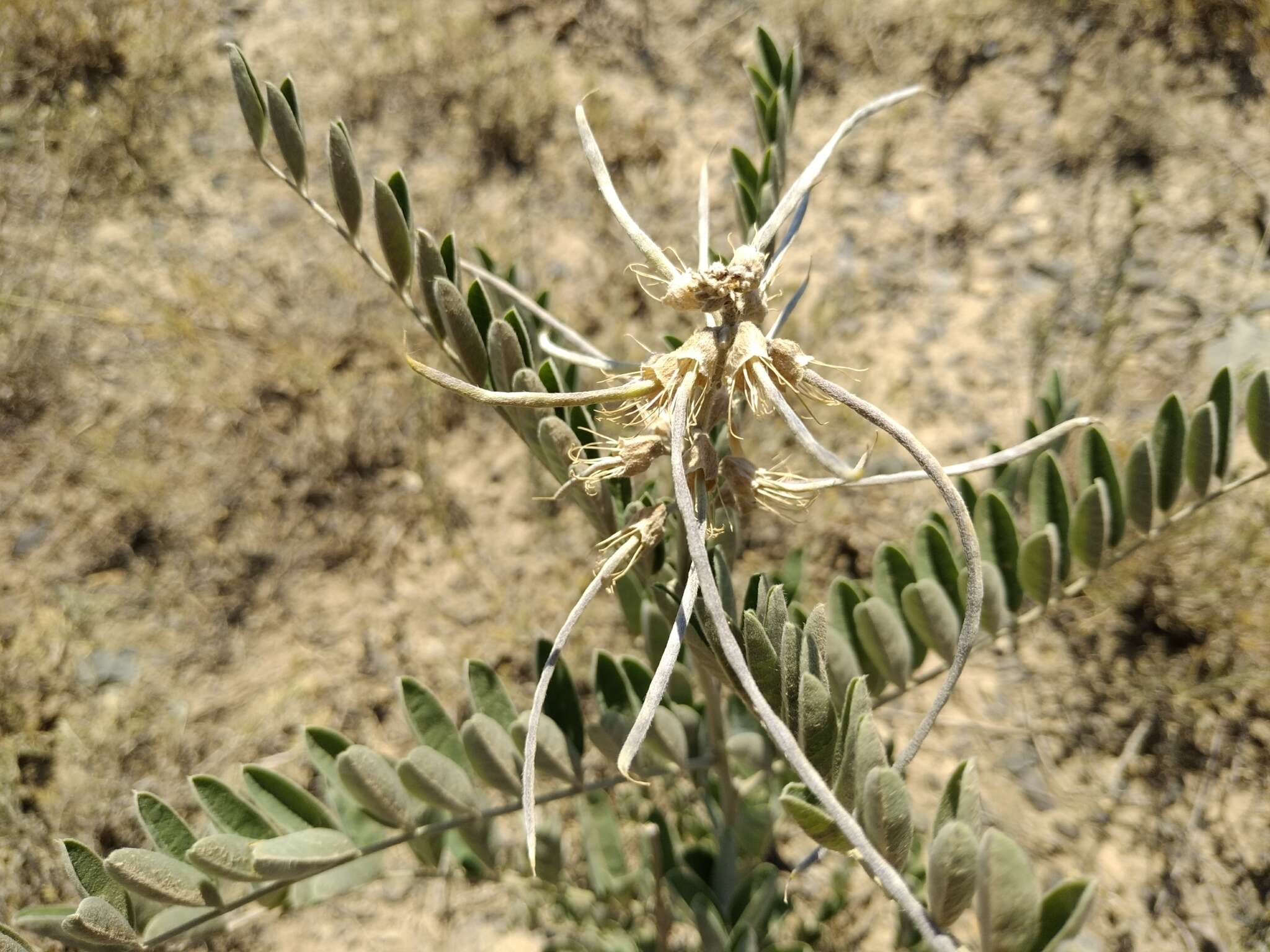 Sophora alopecuroides L. resmi