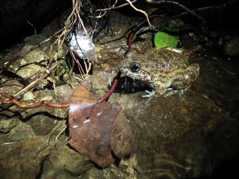 Image of Kuhl's Creek Frog