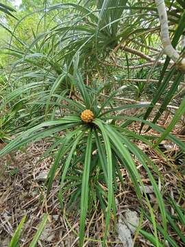 Image of Pandanus analamerensis Huynh