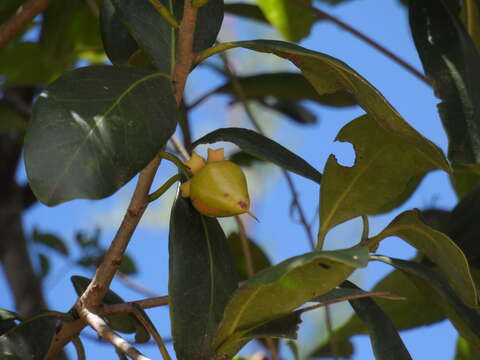 Imagem de Ternstroemia tepezapote Schltdl. & Cham.