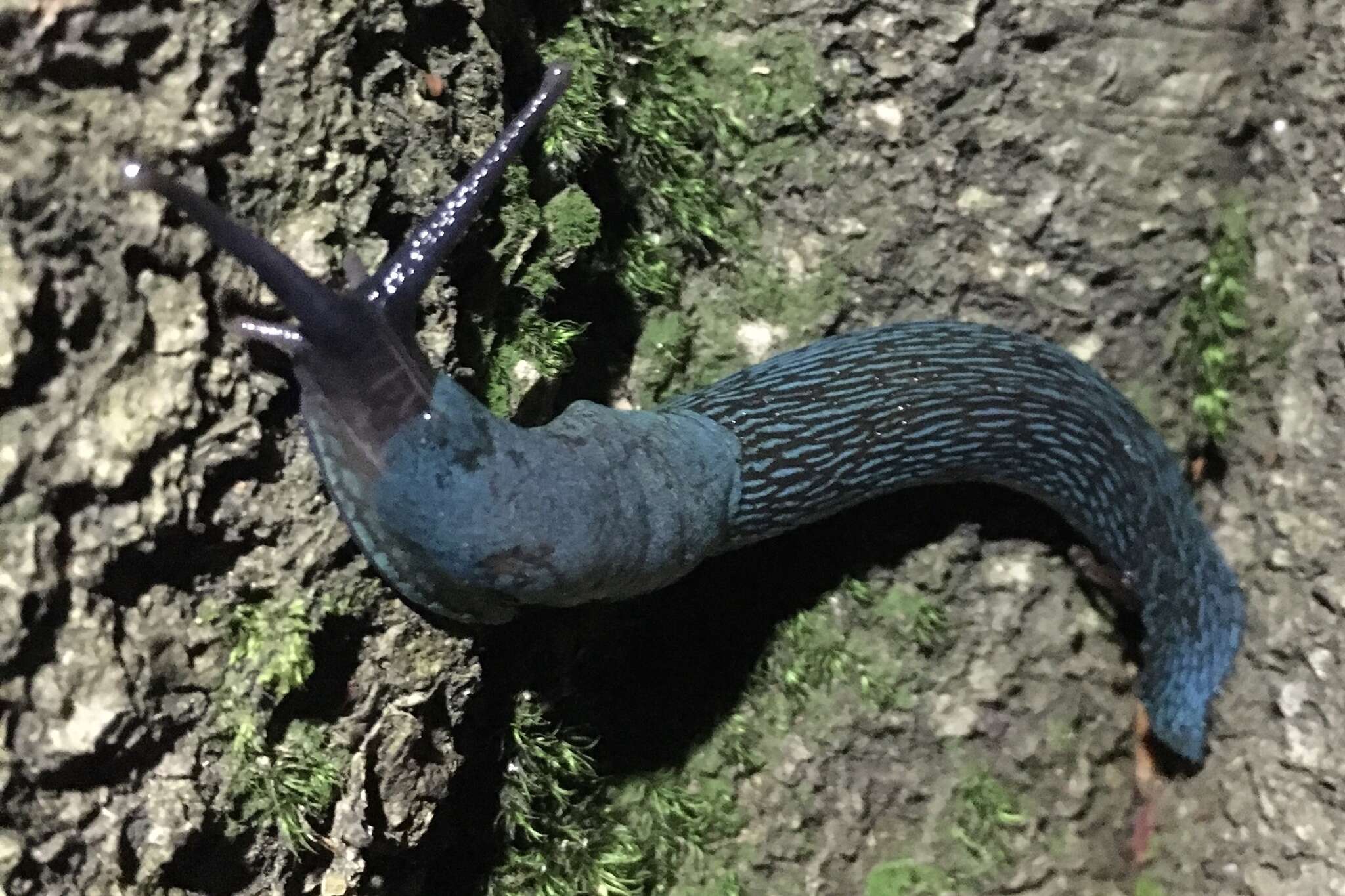 Image of Carpathian blue slug