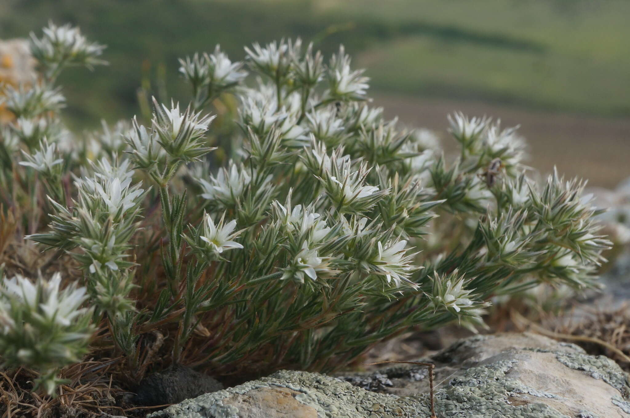 Image of Minuartia glomerata (M. Bieb.) Degen