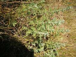 Image of Roman wormwood