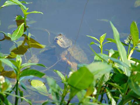 Image of Keeled Musk Turtle