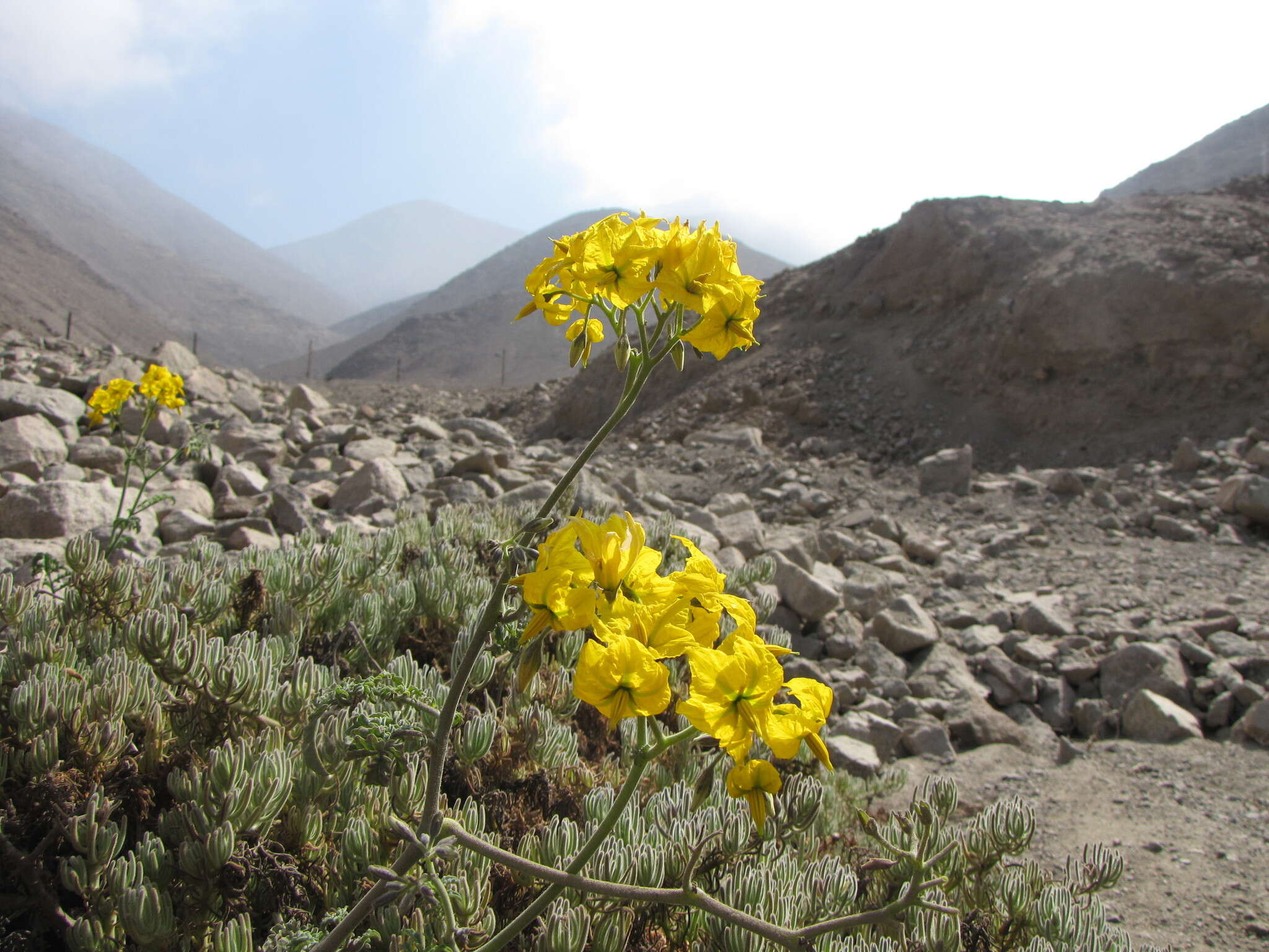 Image of Solanum chilense (Dun.) Reiche