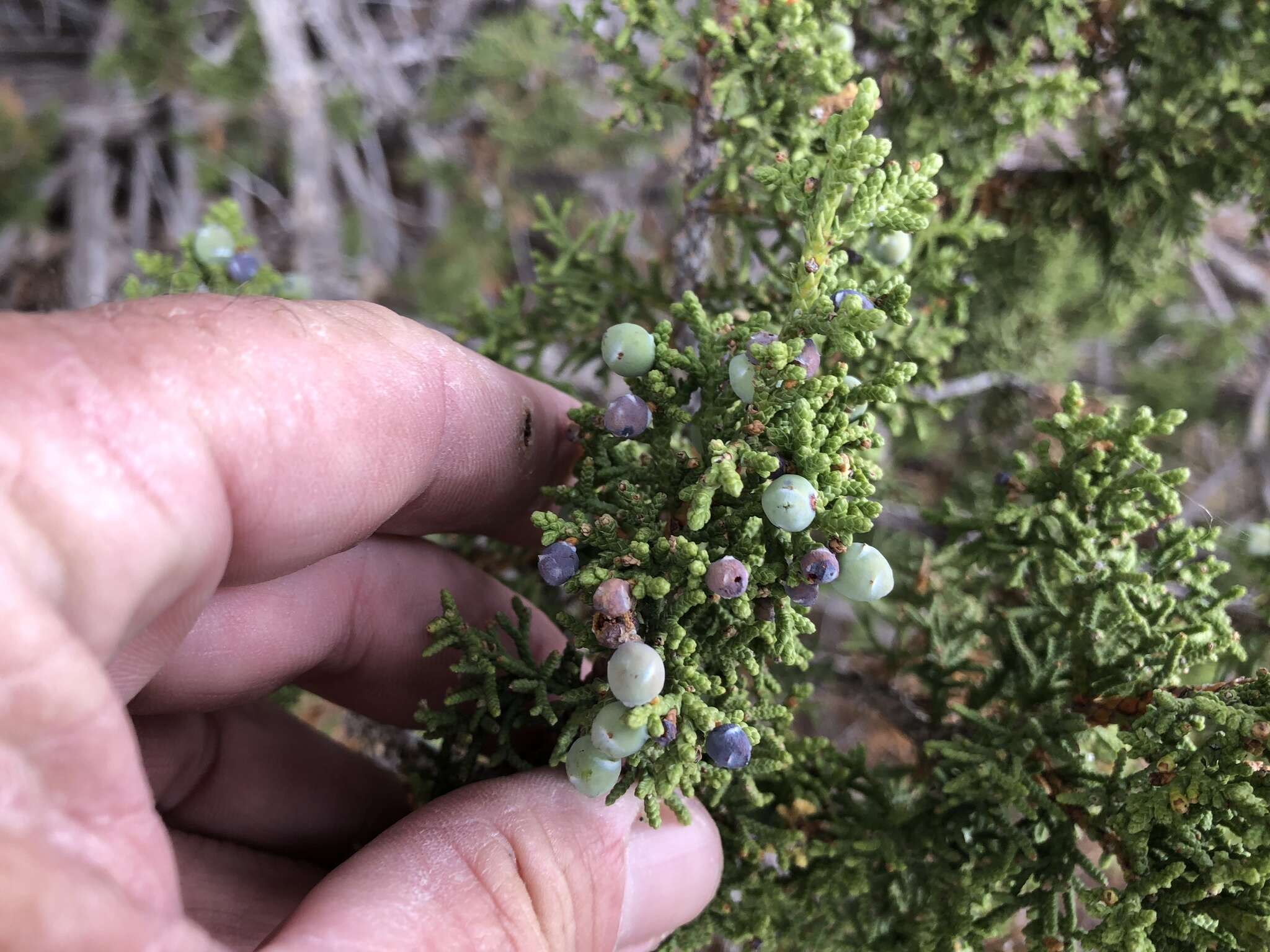 Juniperus monosperma (Engelm.) Sarg. resmi