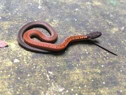 Image of Black-headed Collared Snake