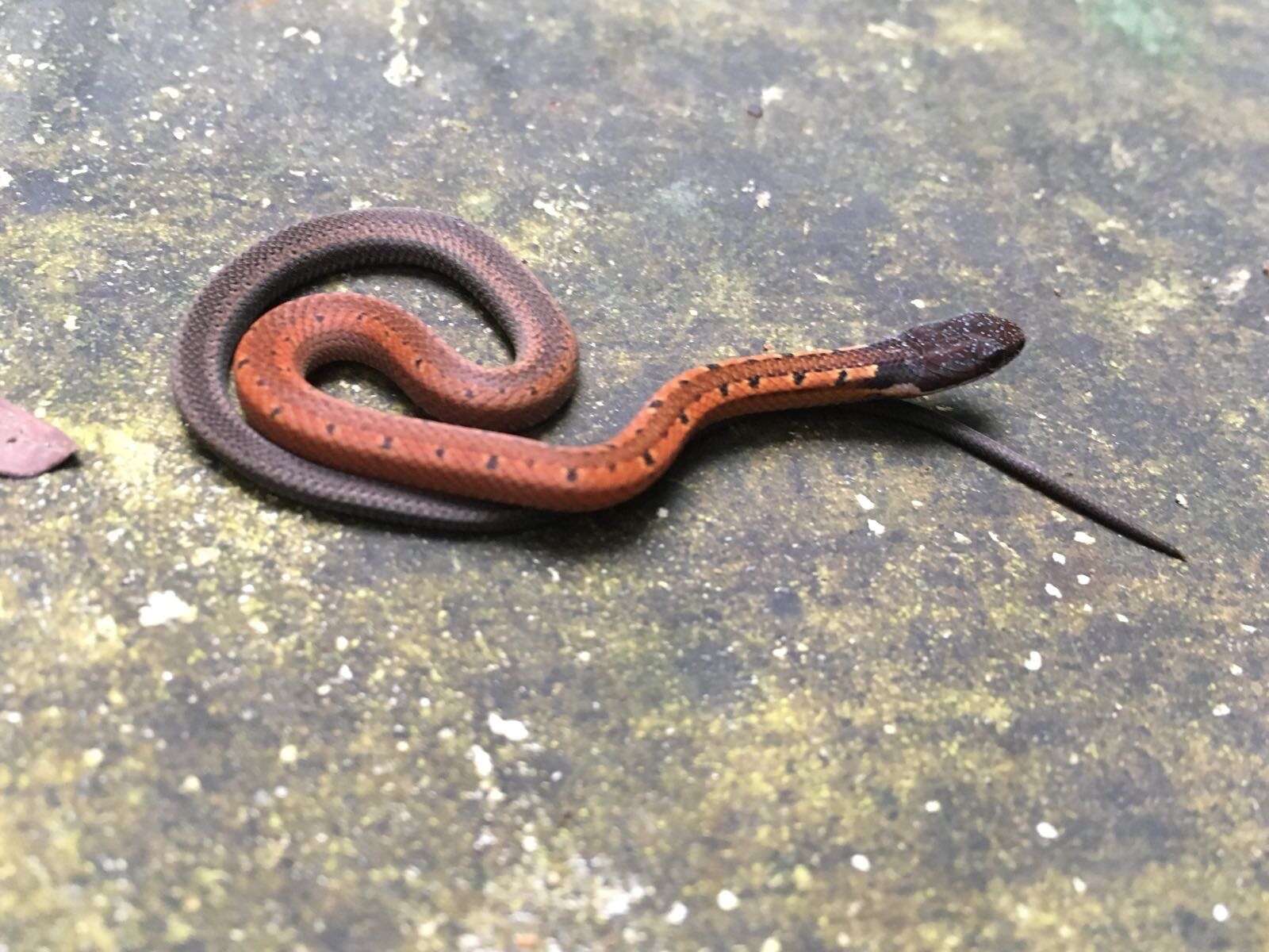 Imagem de Sibynophis melanocephalus (Gray 1835)