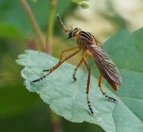 Image de Diogmites neoternatus (Bromley 1931)