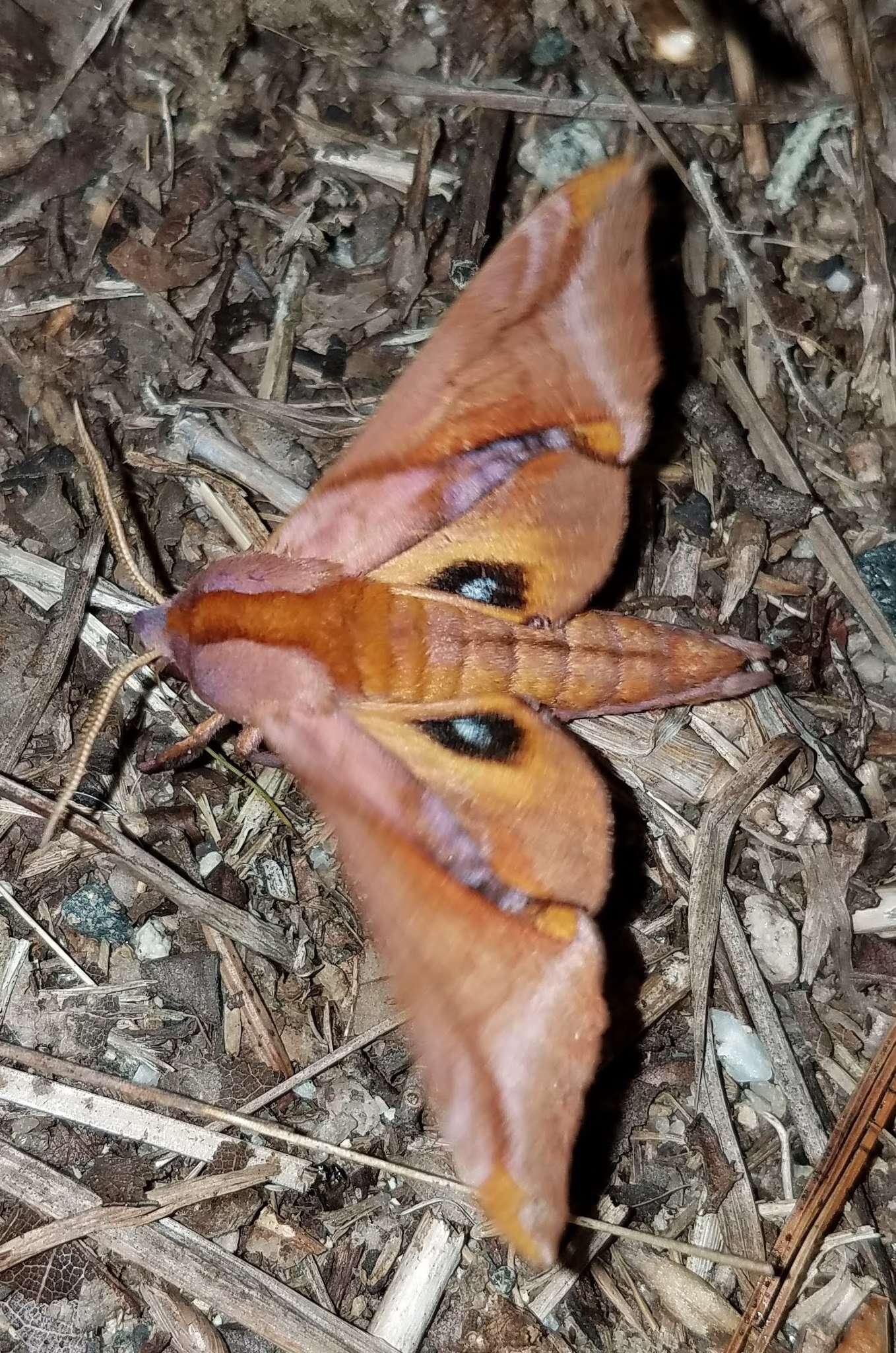 Image of Huckleberry Sphinx