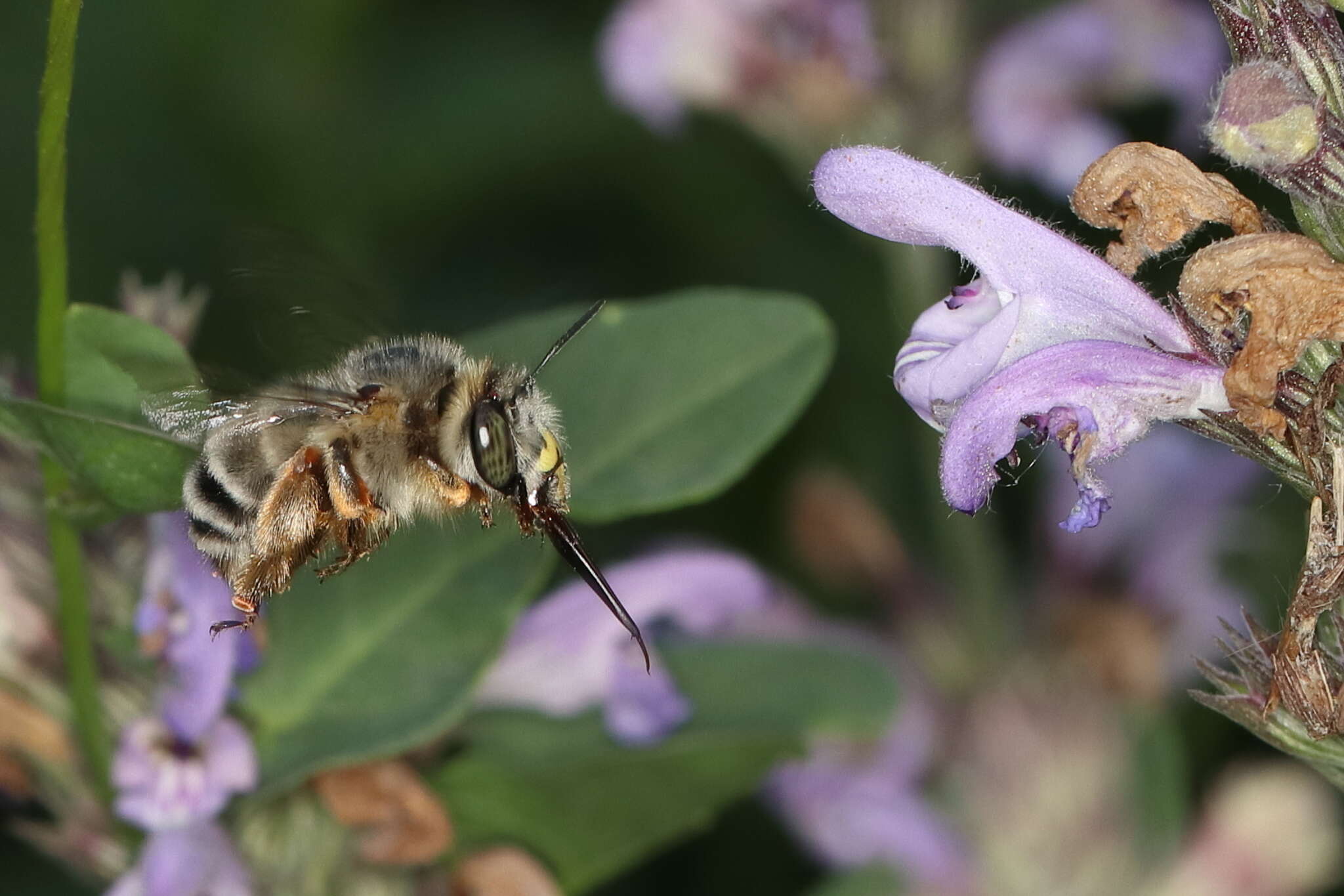 Image of Anthophora fulvitarsis Brullé 1832