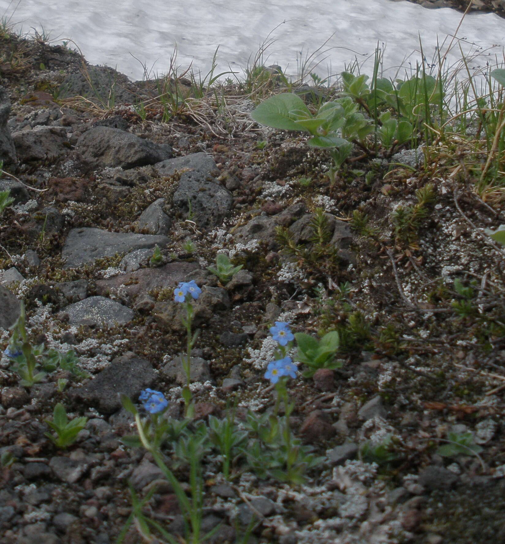 Image de Eritrichium villosum (Ledeb.) Bunge