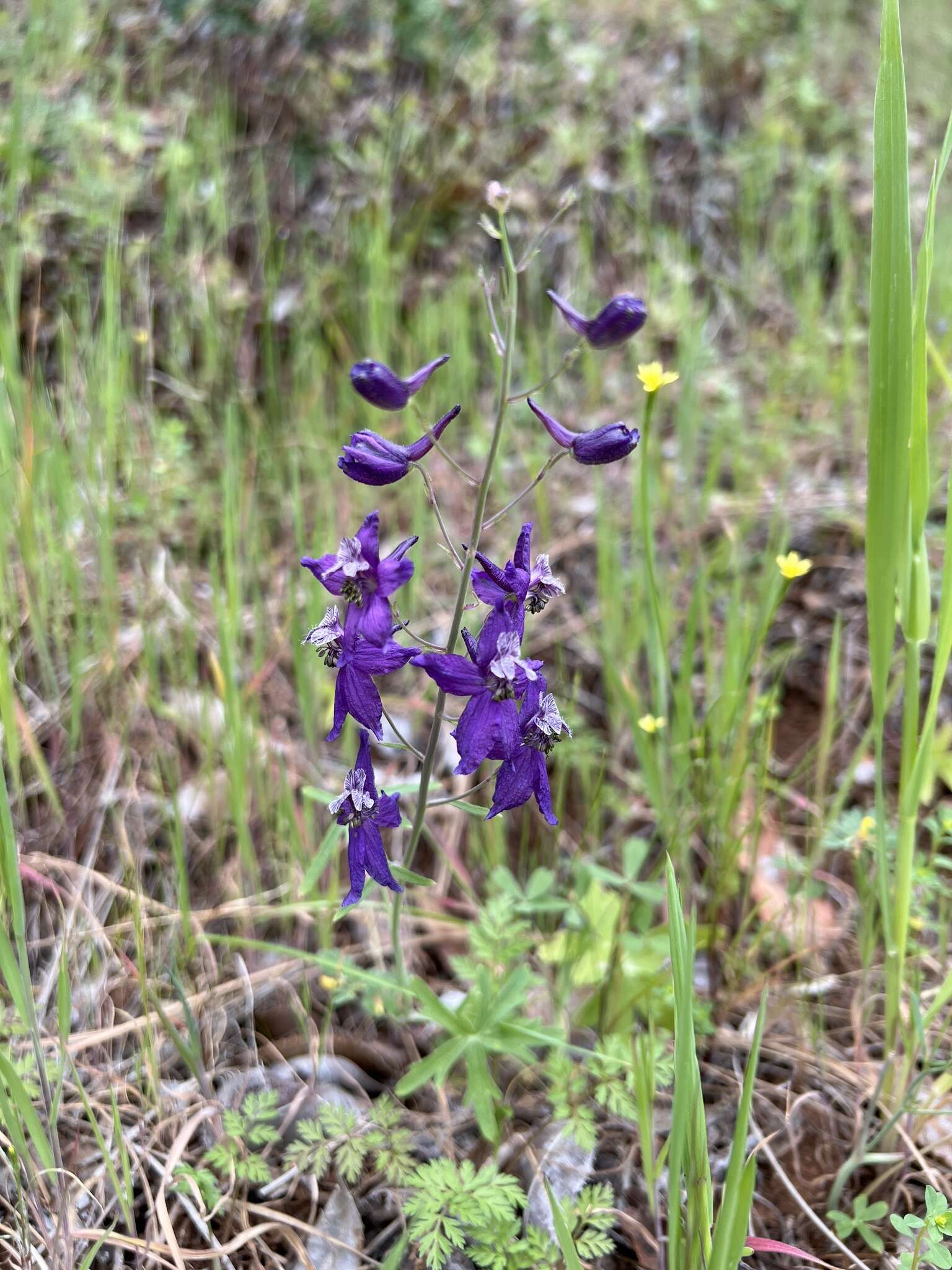 Delphinium patens subsp. patens的圖片