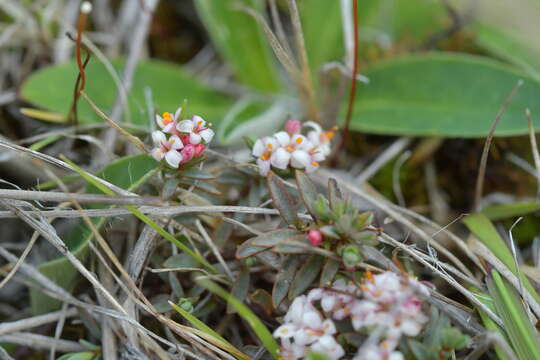 Image of Pimelea notia C. J. Burrows & Thorsen