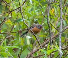 Image of Rusty-browed Warbling Finch