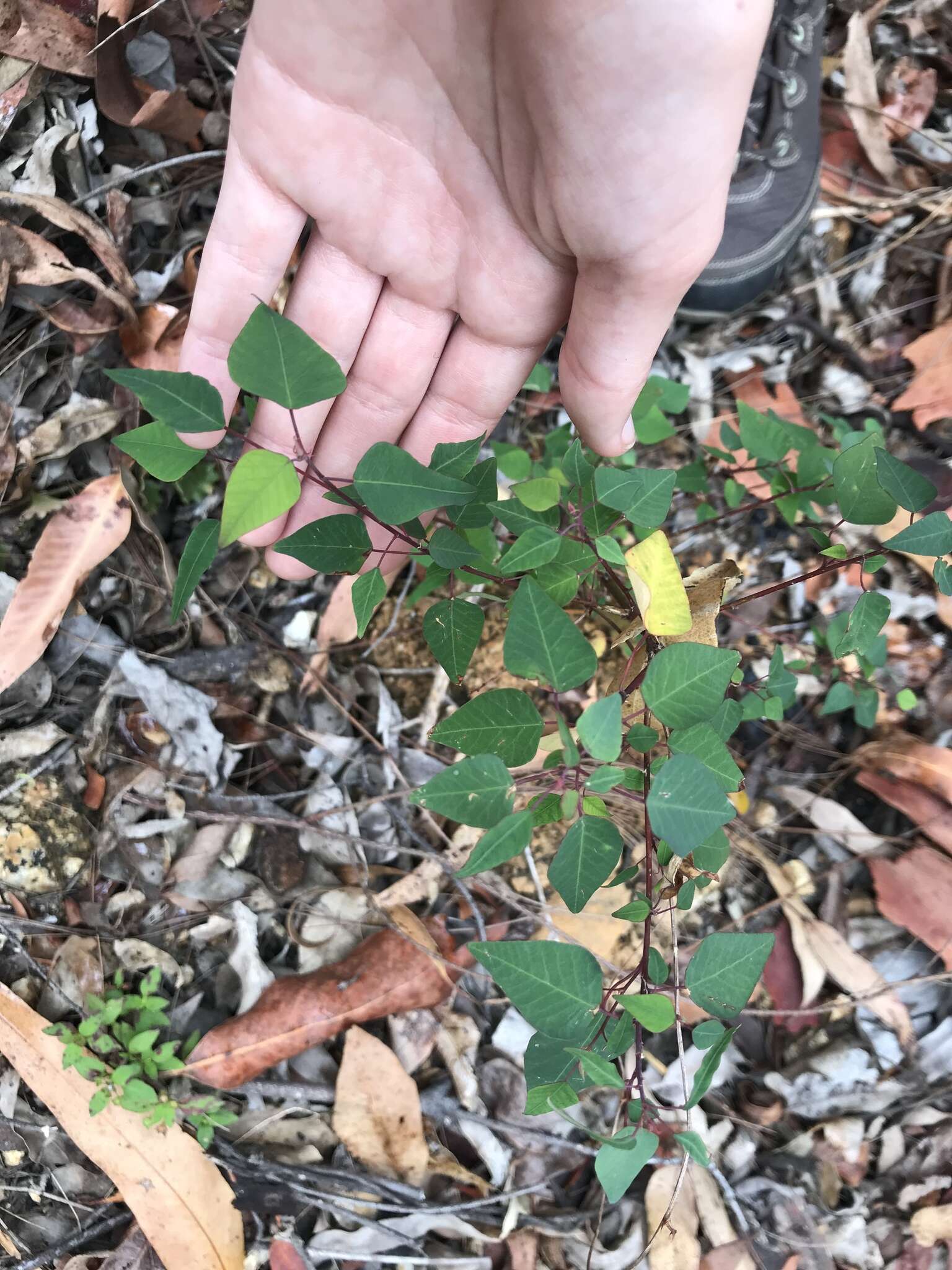 Image of Homalanthus stillingifolius F. Muell.