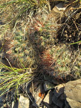 Image of mountain ball cactus