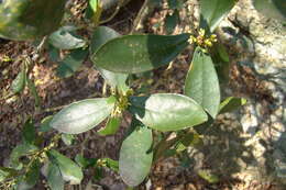 Image of Daphnopsis racemosa Griseb.