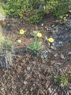 Image of Icelandic poppy