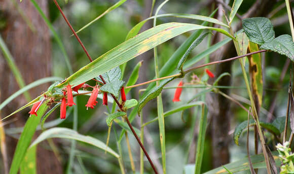 Heppiella ulmifolia (Kunth) Hanst.的圖片