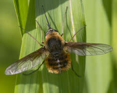 Image of Bombylius mexicanus Wiedemann 1821