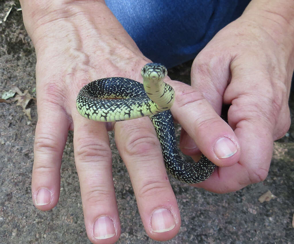 Sivun Lampropeltis holbrooki Stejneger 1902 kuva