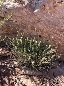 Image of Spring Mountain aster