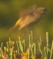 Image of White-throated Canary