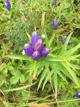 Imagem de Gentiana linearis Froel.