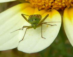 Image of Potato Bug