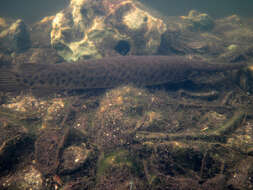 Image of Florida Gar