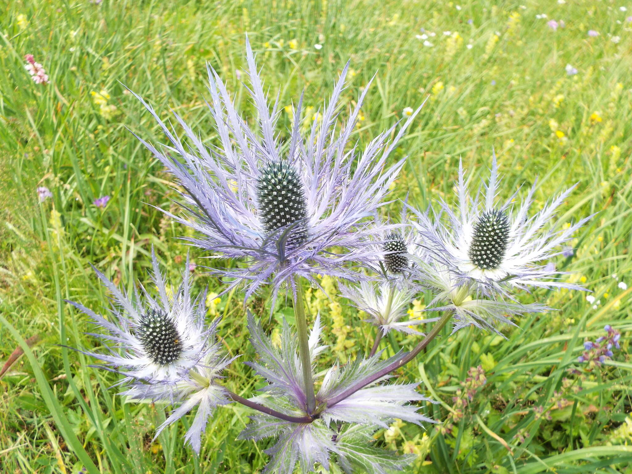 Imagem de Eryngium alpinum L.