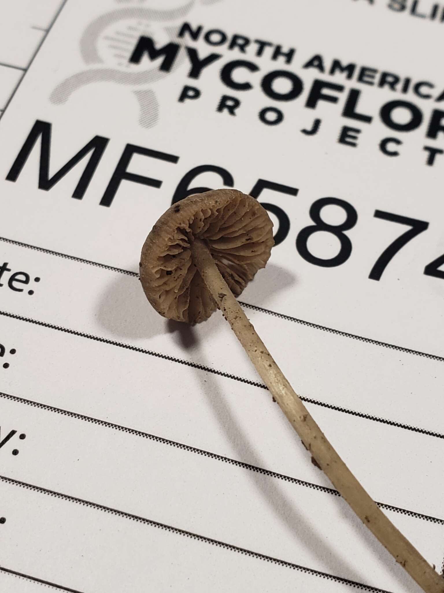 Image of Entoloma setastipes Hesler 1967