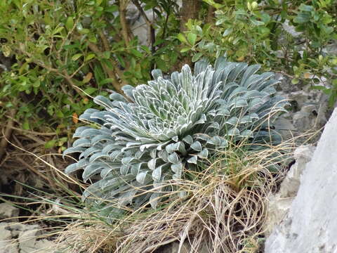 Image of Saxifraga longifolia Lapeyr.