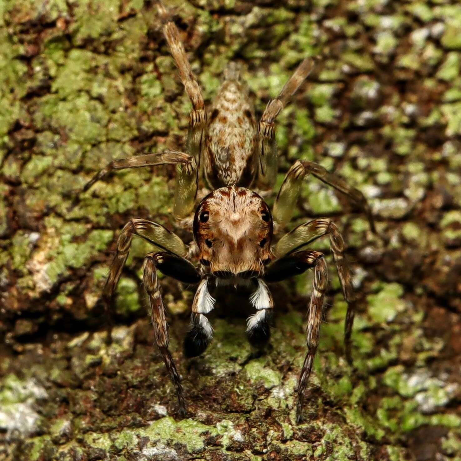 Image of Mintonia silvicola Wanless 1987