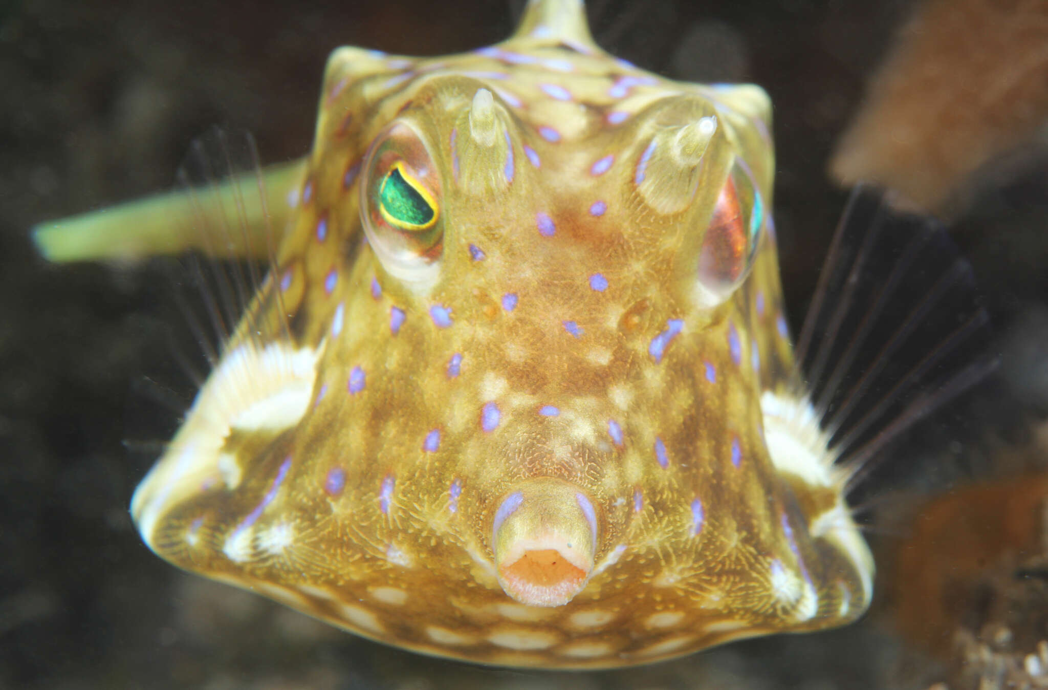 Image of Shorthorn cowfish