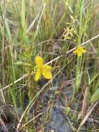 Imagem de Ludwigia linifolia Poir.