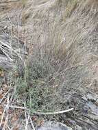 Image of Dianthus ferrugineus Miller