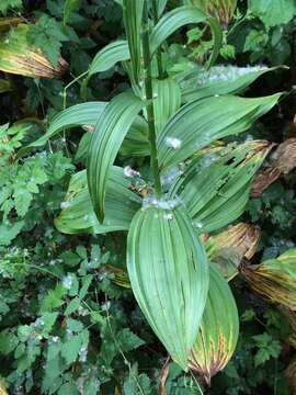 صورة Veratrum californicum var. caudatum (A. Heller) C. L. Hitchc.