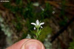 Image of Arenaria lycopodioides Willd. ex Schltdl.